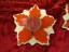 poinsettia